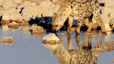 3 Days Ol Pejeta Conservancy Private Safari – Big Five, Rhinos and Chimpanzee Sanctuary - Image - 13245